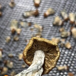 Hongos PSI deshidratados 25 gramos