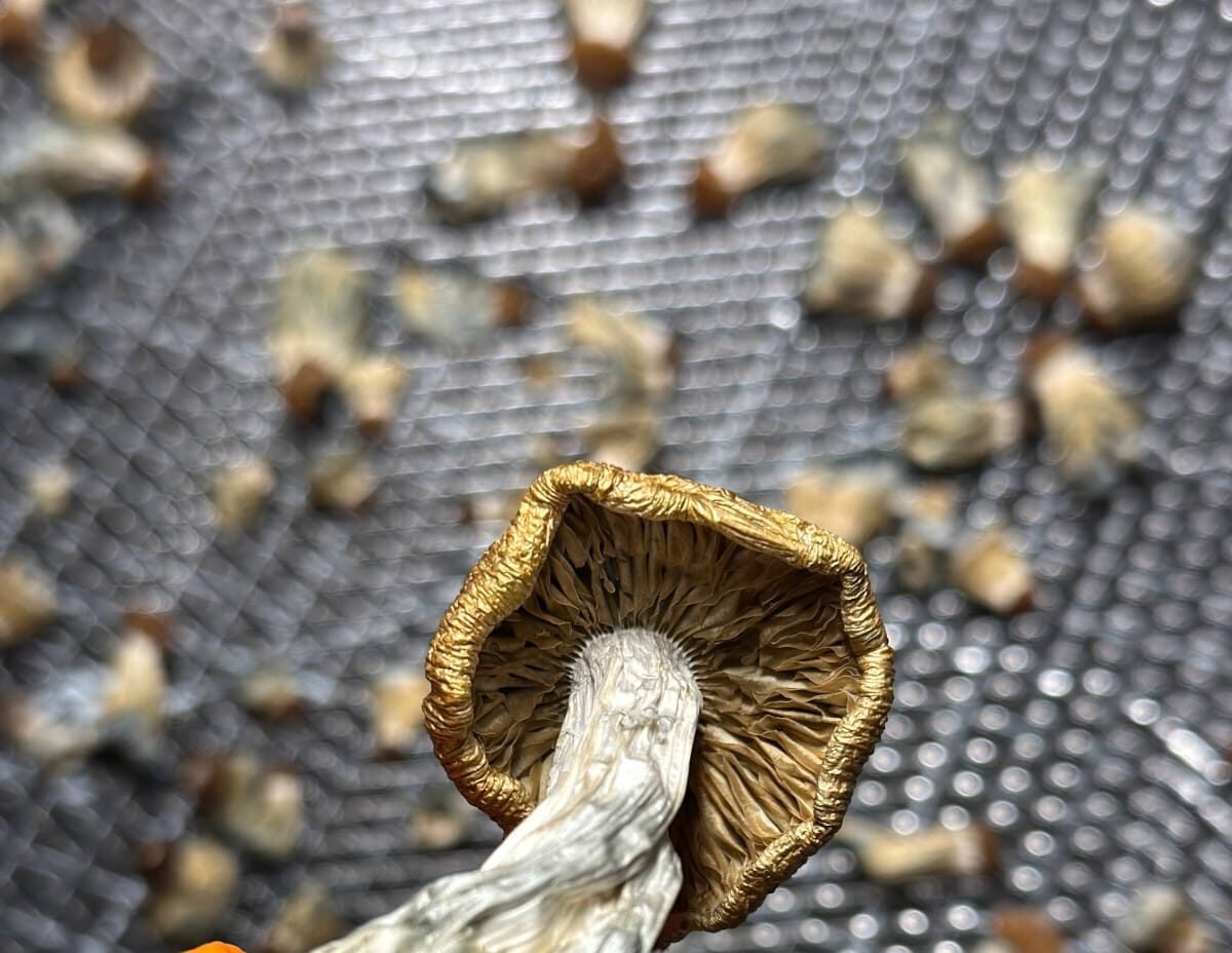 Hongos PSI deshidratados 25 gramos