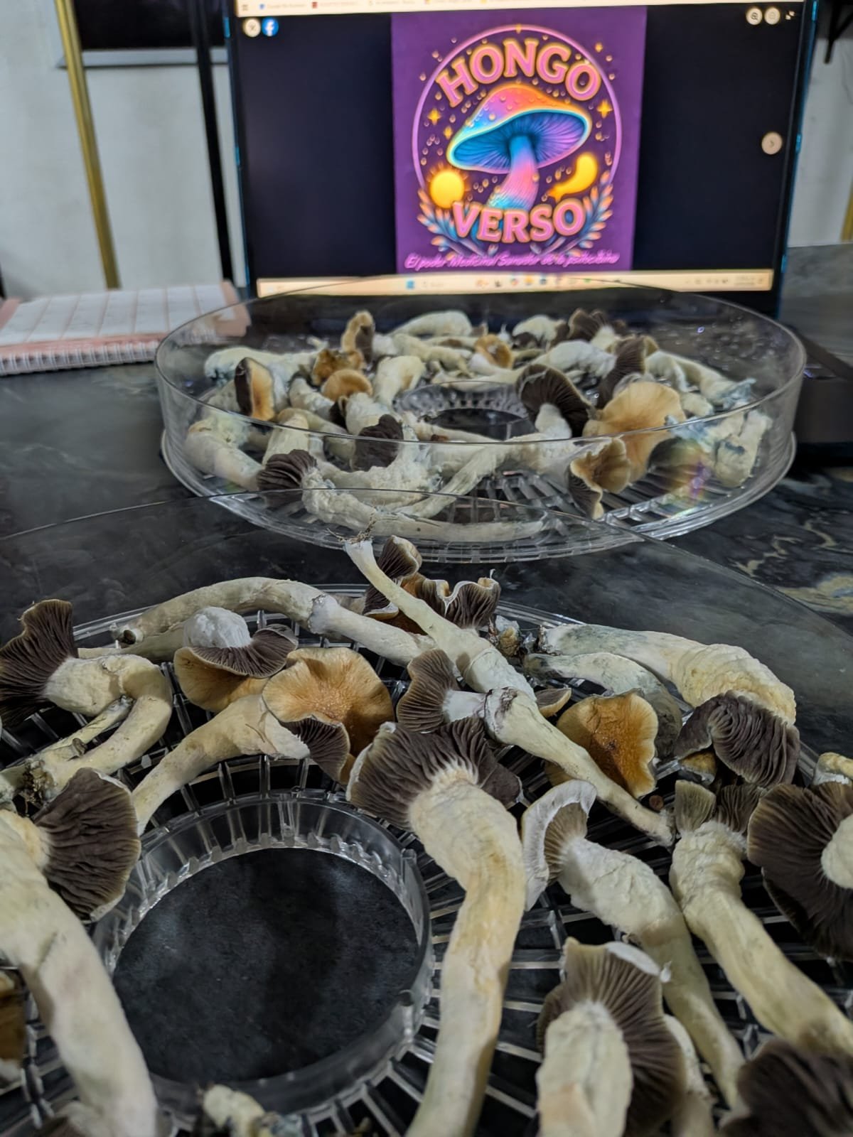 Hongos PSI deshidratados 25 gramos - Imagen 3