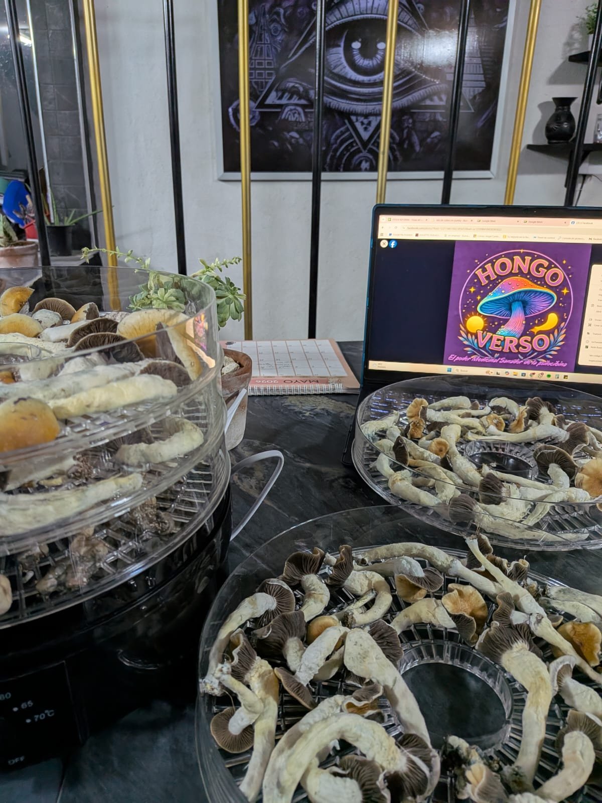 Hongos PSI deshidratados 25 gramos - Imagen 2