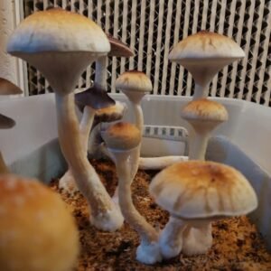 Frutos frescos PSI 100gr🍄✨🫶🙌 SOBRE PEDIDO