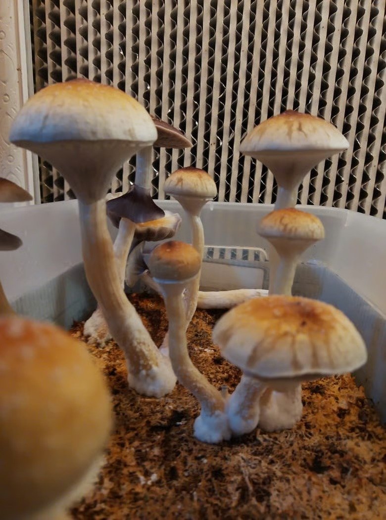 Frutos frescos PSI 100gr🍄✨🫶🙌 SOBRE PEDIDO