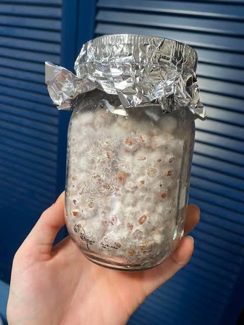 1 Frazco de grano colonizado con micelio