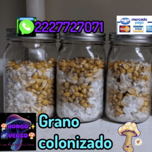 2 Frazcos de grano colonizado con micelio