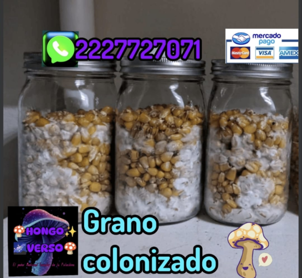 2 Frazcos de grano colonizado con micelio