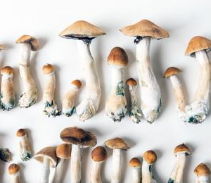 Hongos deshidratados 10 gramos