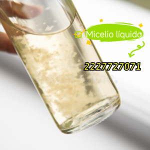1 Micelio liquido Honey Tek Cultura liquida