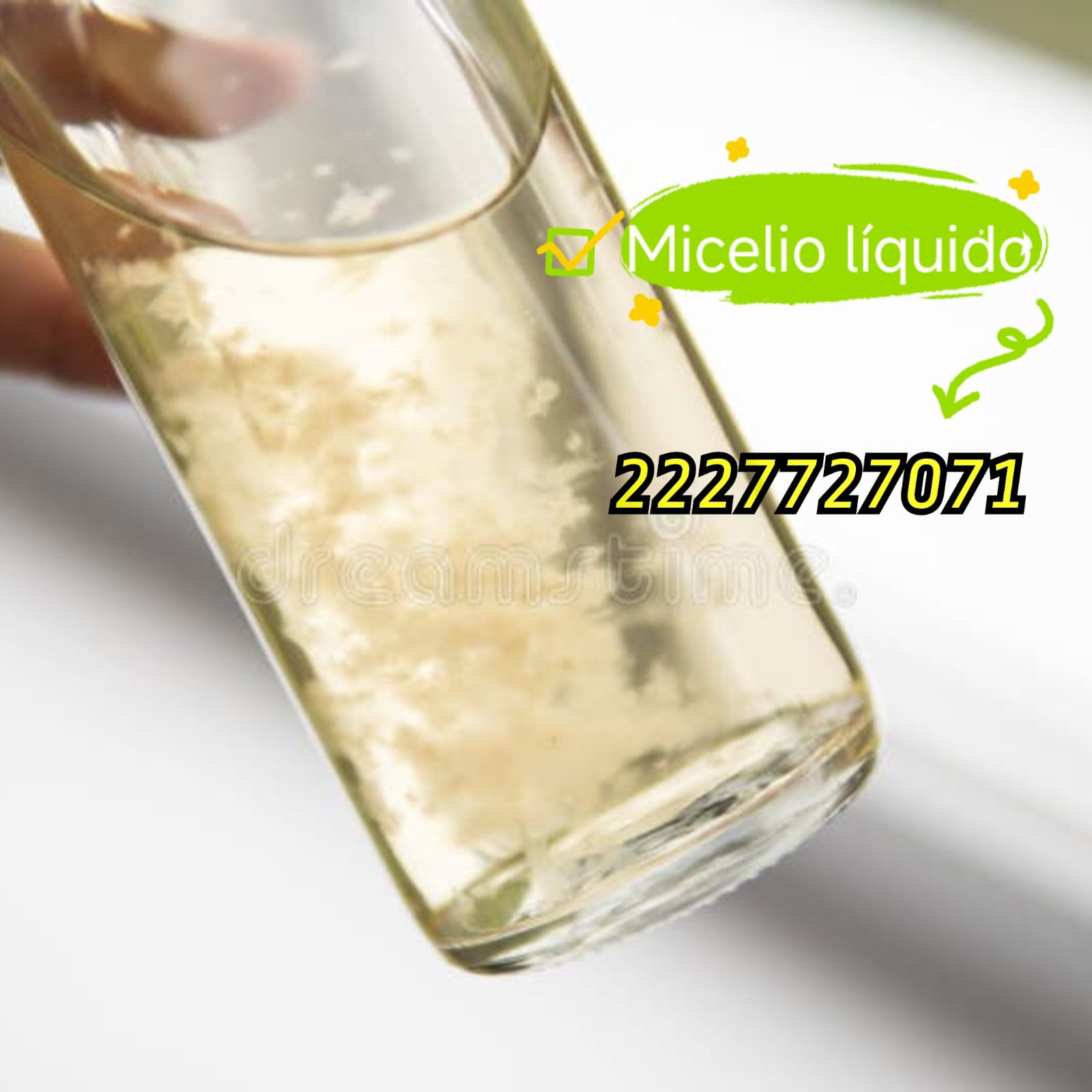 1 Micelio liquido Honey Tek Cultura liquida