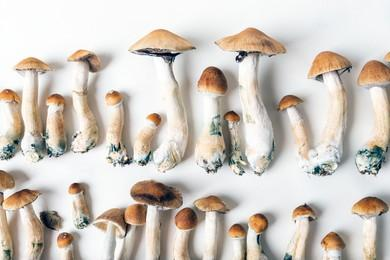 Hongos deshidratados 10 gramos