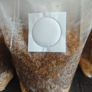 PROMOCIÓN CULTIVO LISTO PARA RECIBIR HONGUITOS 😍✨🍄👌