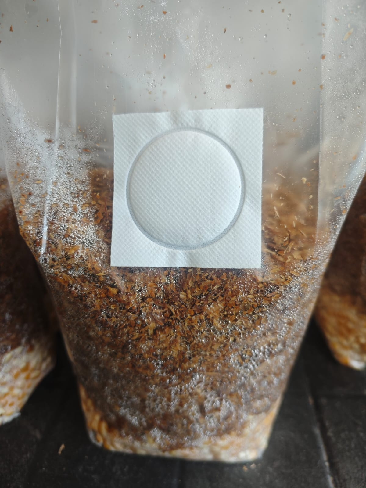 PROMOCIÓN CULTIVO LISTO PARA RECIBIR HONGUITOS 😍✨🍄👌