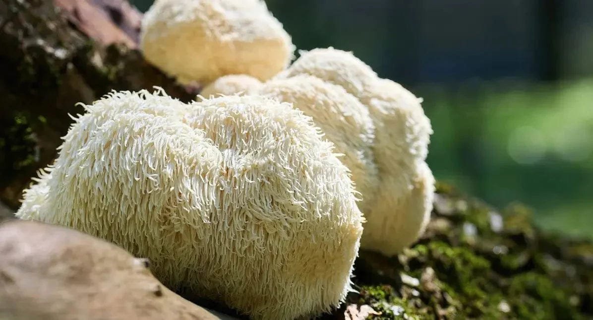 Cápsulas medicinales🌌30pz hongos melena de leon hericium erinaceus - Imagen 3