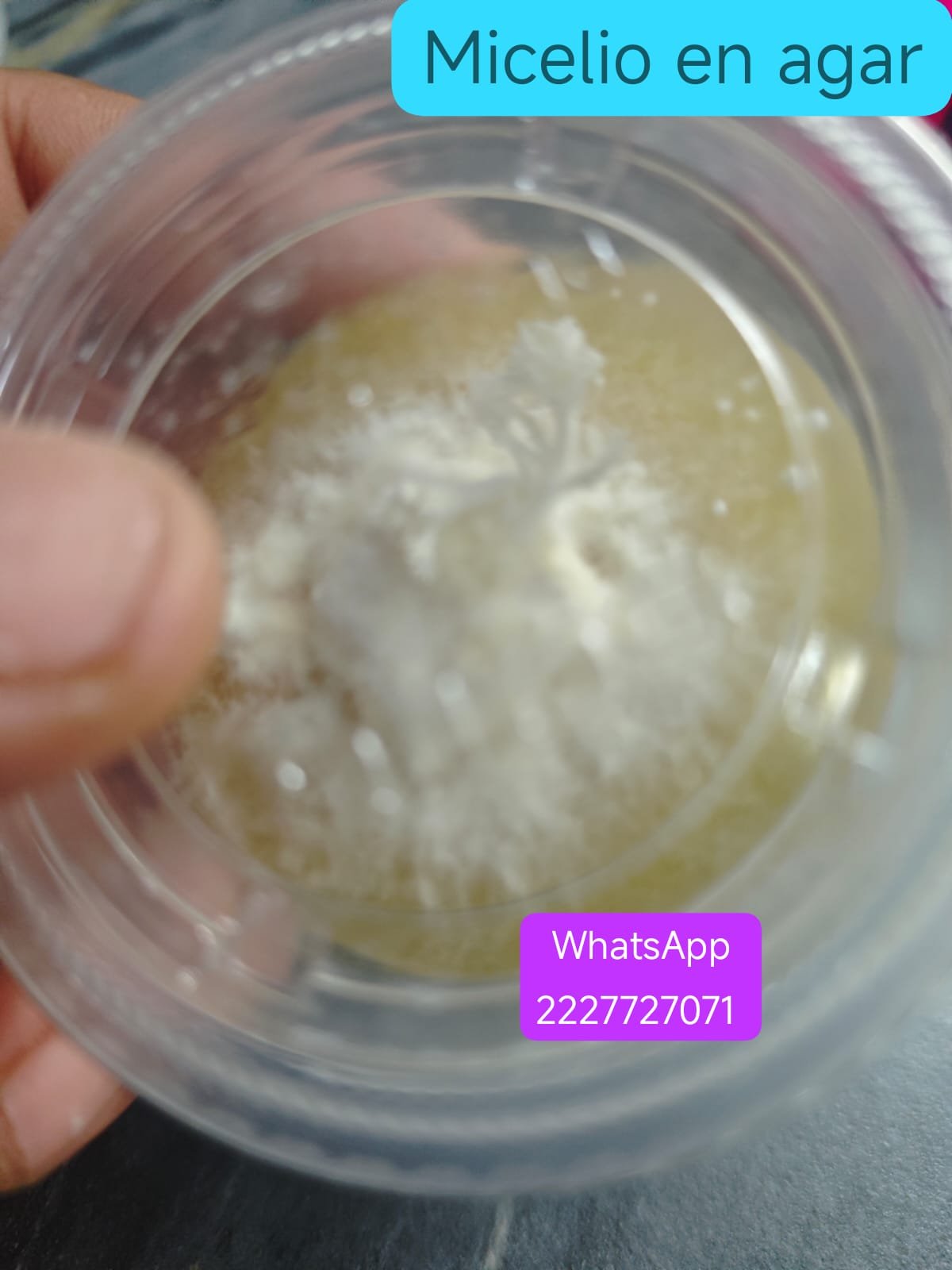 Venta de micelio en Agar PDA 1 botecito - Imagen 3