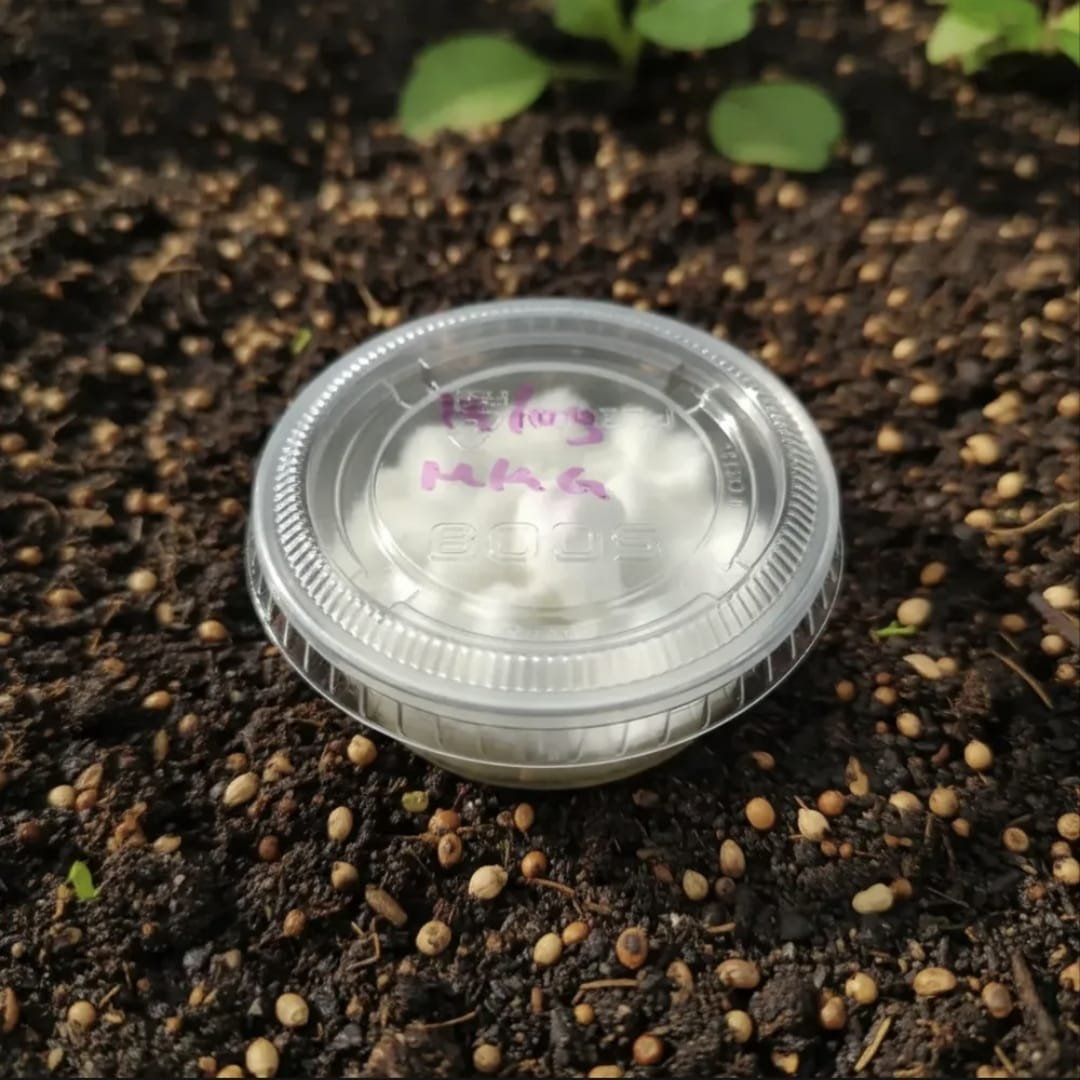 Venta de micelio en Agar PDA 2botecitos - Imagen 3