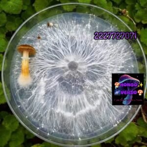 Venta de micelio en Agar PDA 1 botecito