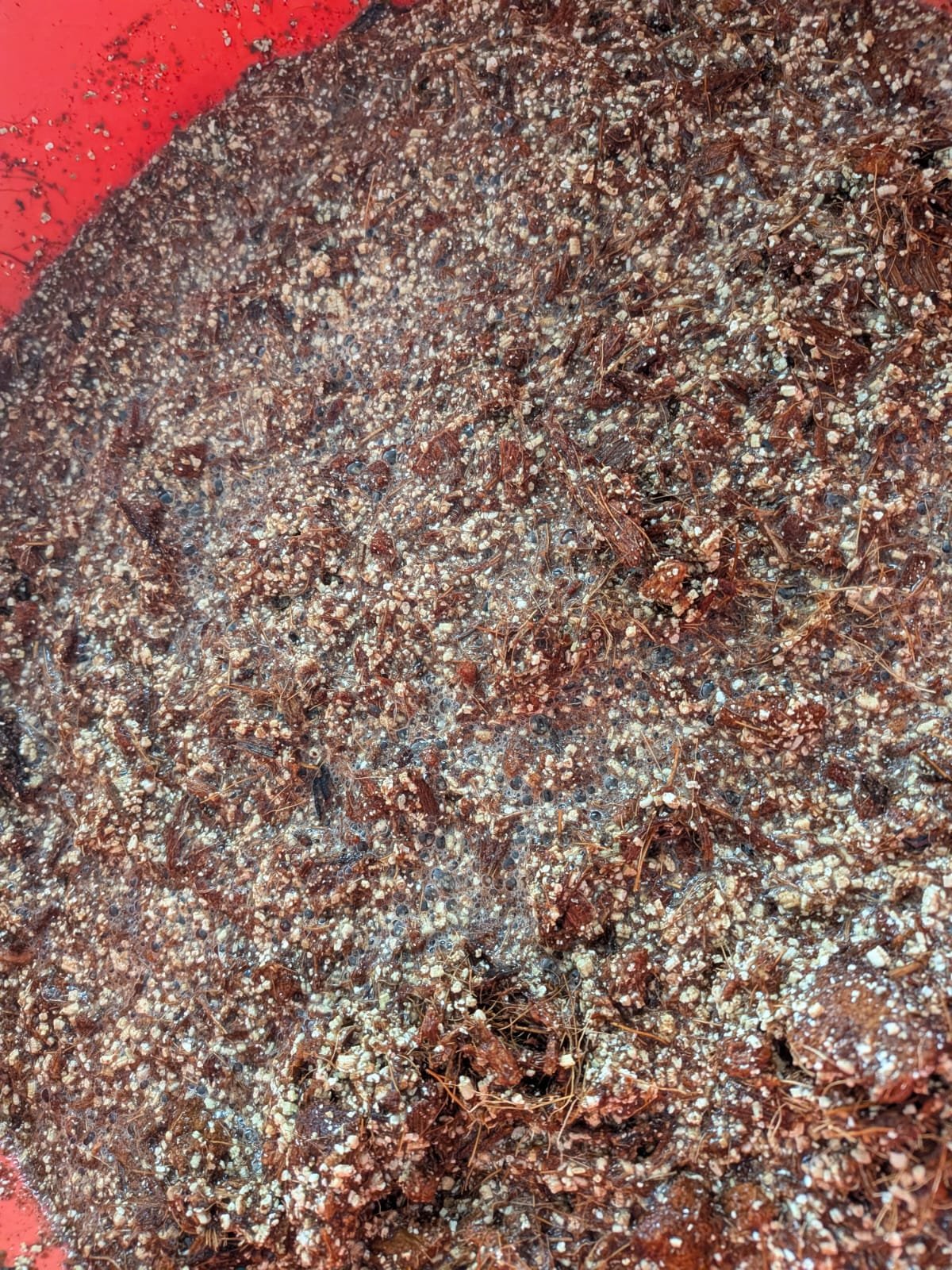 Sustrato de fibra de coco o viruta de encino esterilizado 500gr - Imagen 5