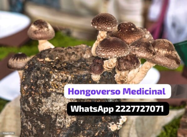 Cápsulas medicinales🌌90pz hongos shiitake - Imagen 6