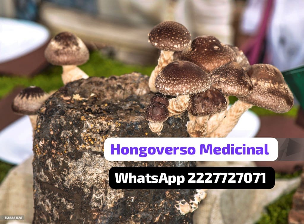 Cápsulas medicinales🌌90pz hongos shiitake - Imagen 6