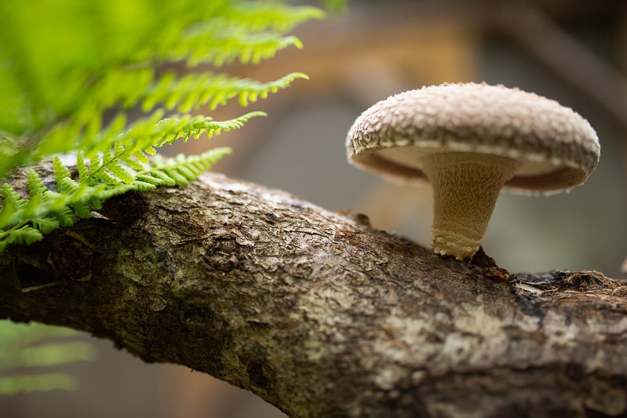 Cápsulas medicinales🌌90pz hongos shiitake - Imagen 4
