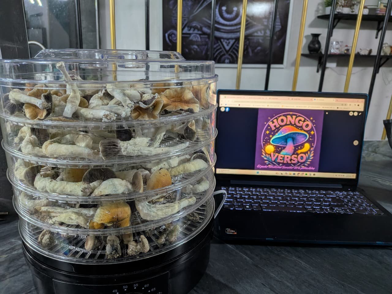 Hongos deshidratados 25 gramos - Imagen 2