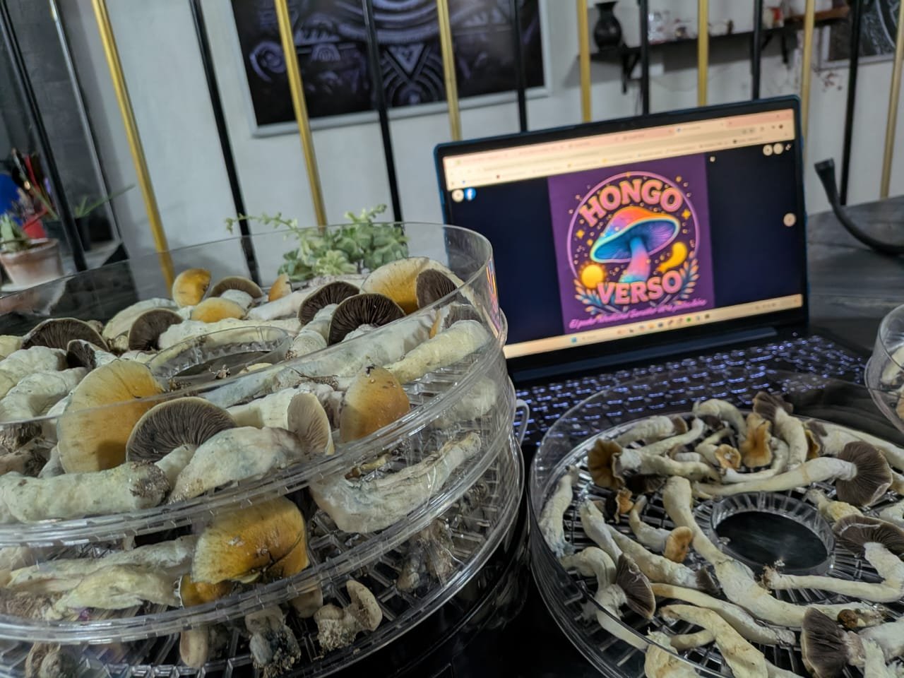 Hongos deshidratados 25 gramos