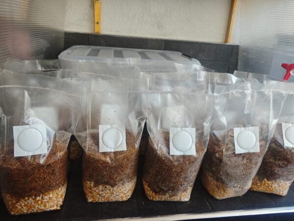 Sustrato de fibra de coco o viruta de encino esterilizado 1,000gr - Imagen 4