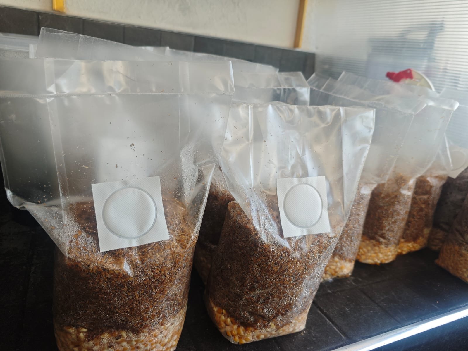 Sustrato de fibra de coco o viruta de encino esterilizado 500gr - Imagen 2