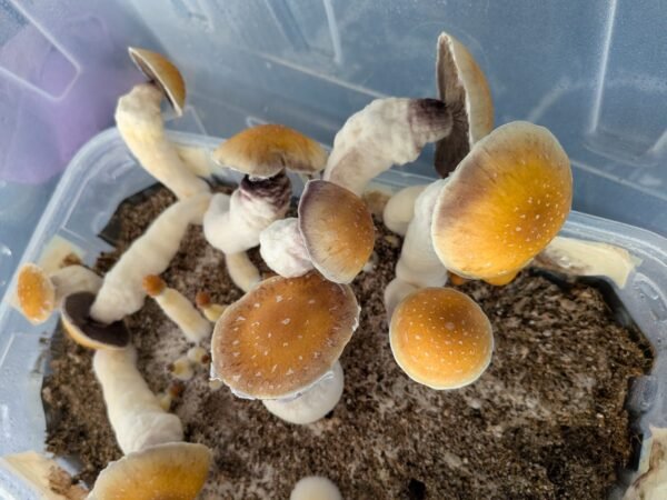 Frutos frescos PSI 60gr🍄✨🫶🙌 SOBRE PEDIDO - Imagen 3