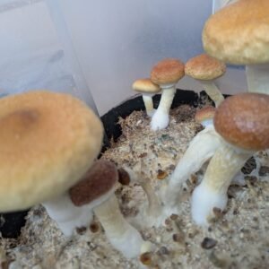 Frutos frescos PSI 60gr🍄✨🫶🙌 SOBRE PEDIDO