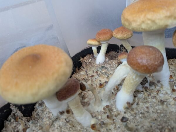 Frutos frescos PSI 60gr🍄✨🫶🙌 SOBRE PEDIDO