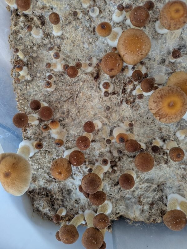 Frutos frescos PSI 60gr🍄✨🫶🙌 SOBRE PEDIDO - Imagen 4