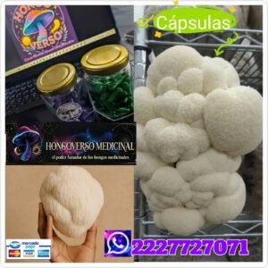Cápsulas medicinales🌌60pz hongos melena de leon hericium erinaceus