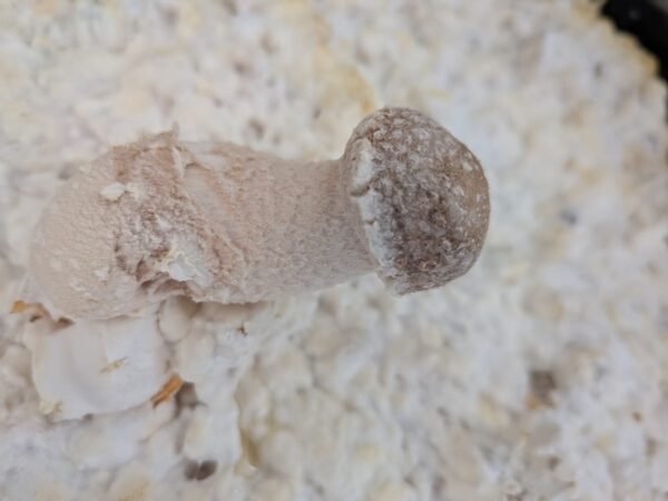 Frutos frescos PSI 60gr🍄✨🫶🙌 SOBRE PEDIDO - Imagen 2